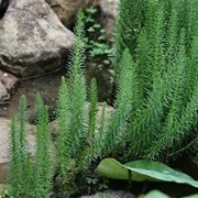 Хвостник обыкновенный - растение оксигенатор фото