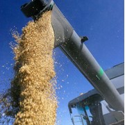 Отгрузка зерновых и масличных культур - весь спектр услуг по транспортировке грузов фото