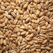 Пшеница оптом фото
