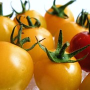 Желтые помидоры фотография