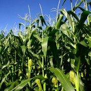 Кукуруза. Производство зерновой и масличной сельскохозяйственной продукции высокого качества.