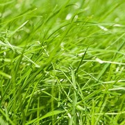 Рулонный газон универсальный DLF Trifolium Robustica (Крым) фото