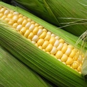Кукуруза от производителя, продажа, Украина фото