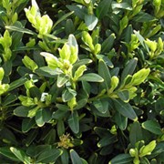 Самшит вечнозелёный Buxus sempervirens высота 70см