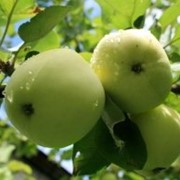 Яблоки Белый рубин фото