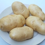 Картофель нового урожая импала фотография