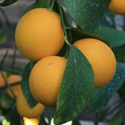 Саженец лимона “Ташкент“. Узбекистан фото