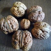 Саджанці горіха щепленого Яцек фото