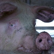 Продамо свиней фото
