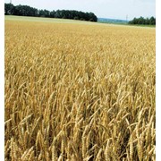 Семена озимой пшеницы. Сорт - Никония (1-я репродукция)
