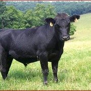 Семя быков-производителей Абердин-ангусской породы фото