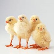 Цыплята-бройлеры в Молдове фото