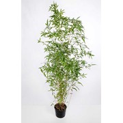 Саженцы бамбука: Phyllostachys Aureosulcata Aureocaulis 2,5 л. фото