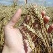 Пшеницу в Афганистан