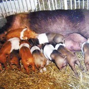 Свиньи породы красная белопоясая, хряки, молодняк, породистые поросята, продажа, Полтавская область, Украина фото
