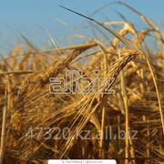 Пшеница, мягкая, фуражная, экспорт, Казахстан фото