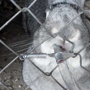 Поилки ниппельные для кроликов метал фотография