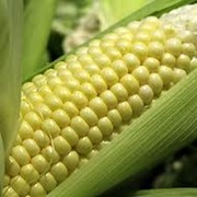 Семена кукурузы, Украина