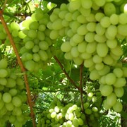 Как увеличить урожайность винограда фото