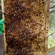 Продам пчелопакеты карпатской породы фото