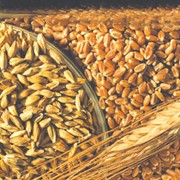 Закупка пшеницы фото