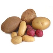 Продам картофель в больших обьемах