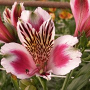 Цветок Альстремерия фотография