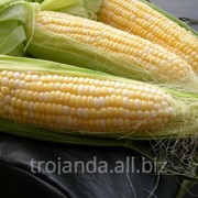 Сорт Одесский 385МВ кукуруза фото