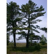 Сосна Веймутова Pinus strobus высота 140-150см фотография
