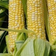Кукуруза 3,4 класса фото