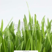 Семена травы фотография
