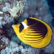 Рыбки аквариумные тропические фотография