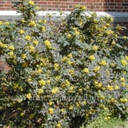 Магония падуболистная Апполо Mahonia aquifolium высота 15-25см фото