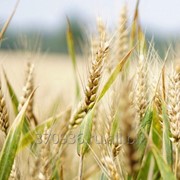 Семена озимой пшеницы среднепоздний сорт Юка фото