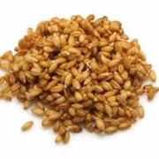 Пшеница фото