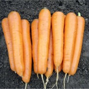 Семена моркови сорт поздний Аттилио F1 Attilio F1 фотография
