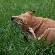 Deparazitare Moldova фото