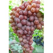 Саженцы винограда Сиреневый туман фото