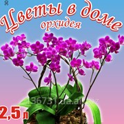 Грунтовая смесь для орхидей на основе биогумуса Цветы в доме 2,5 л