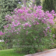 Сирень Syringa Chinensis Saugeana 40-60 2sh