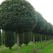 Деревья лиственные оптом фотография