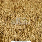 Пшеница третьего класса оптом фото