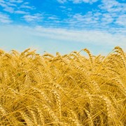 Пшеница 3,4 класса фотография