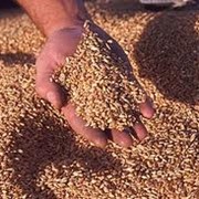 Зерно, зерно в Костанае, купить зерно в Костанае, зерно в Казахстане, заказать зерно в Костанае, фото