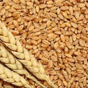 Пшеница зерновые