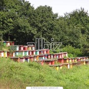 Разведение пчел в Ровно