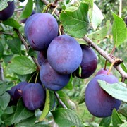 Свежие Фрукты оптом от производителя: персики, сливы, яблоки. фото