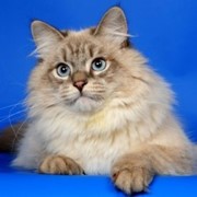 Вязка с невским маскарадным котом фотография