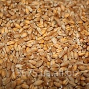 Пшеница оптом по Низким ценам. Экспорт. Качество фото