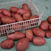 Молодой картофель (урожай 2016 года) фото